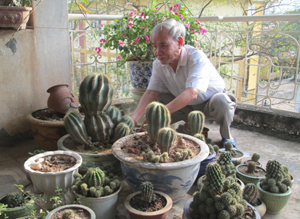 Ông Đào Duy Hách, Chủ tịch Hội SVC thành phố Hòa Bình chăm sóc vườn hoa xương rồng trên 20 năm tuổi.